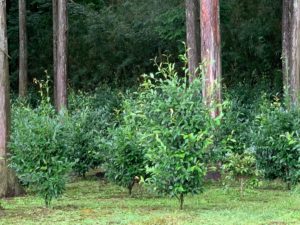 0E9A9915 AF20 4B52 A360 2634444D5120