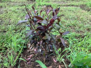 0879AB94 AC0A 4136 AD80 CCD45C5F0776