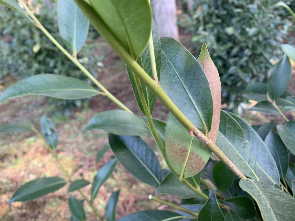 圃場箱の森 本榊 凍害 1 IMG 6096