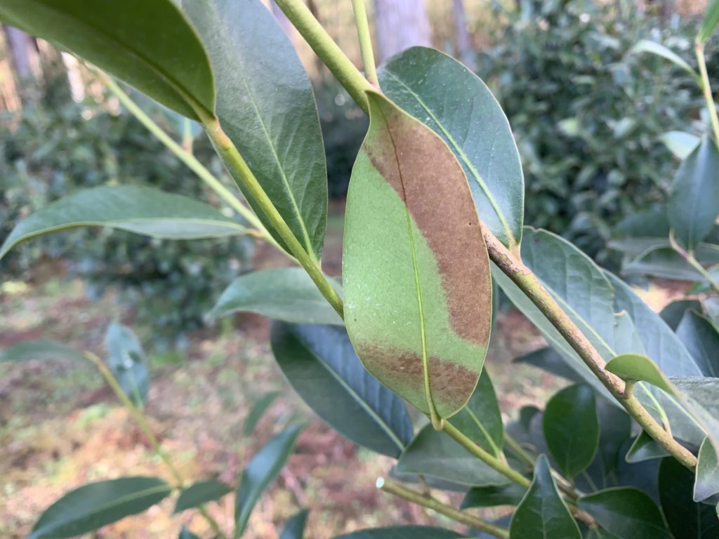 圃場箱の森 本榊 凍害 2 IMG 6097