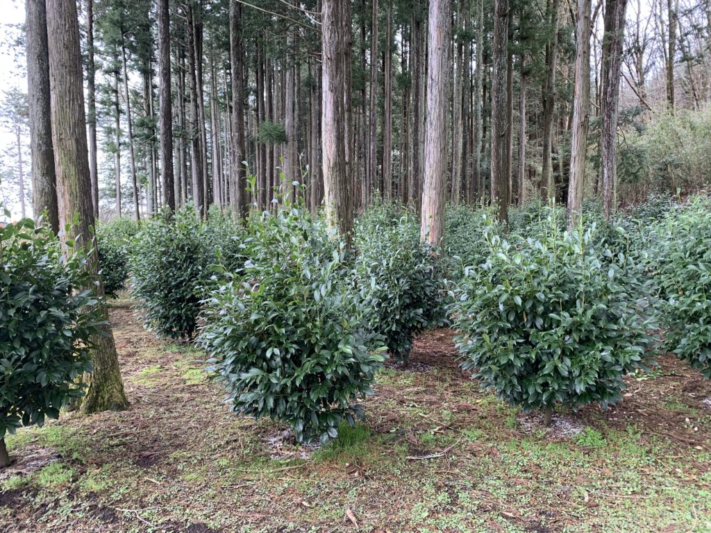 B3428155 F4DB 4F31 B47E 9E1BC0743A95