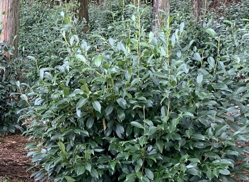 BB602BB6 905D 4391 9381 C82CEB73E68E