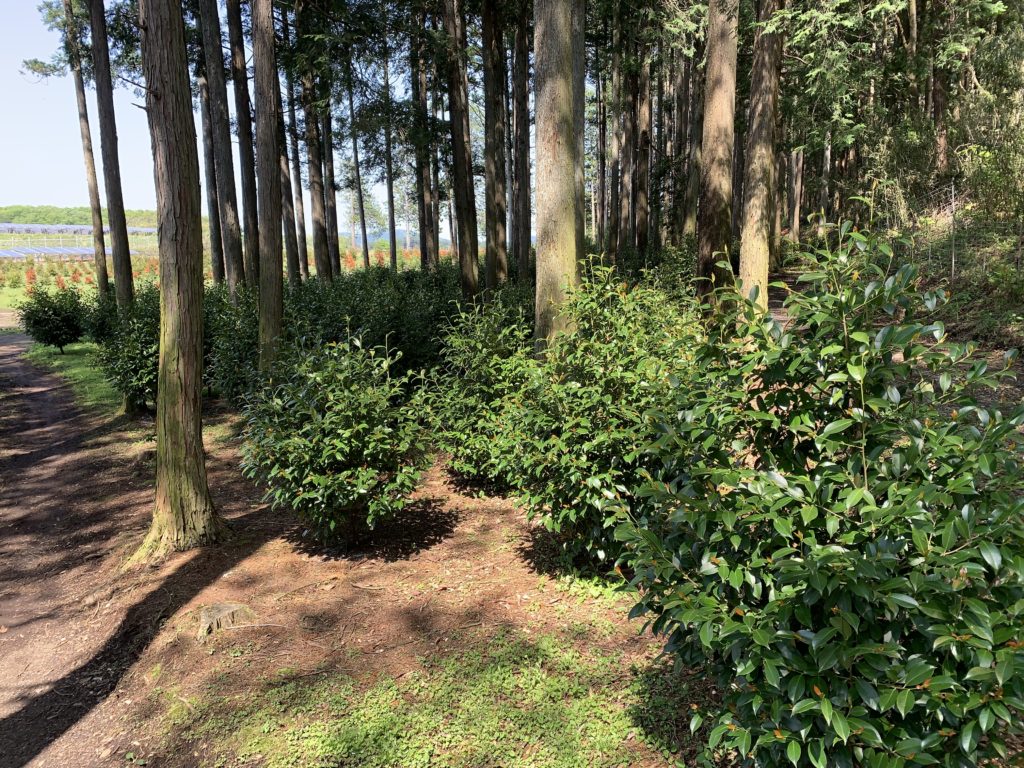 C05F2B5A 3687 4898 B91A 8F49DC1BB2D8