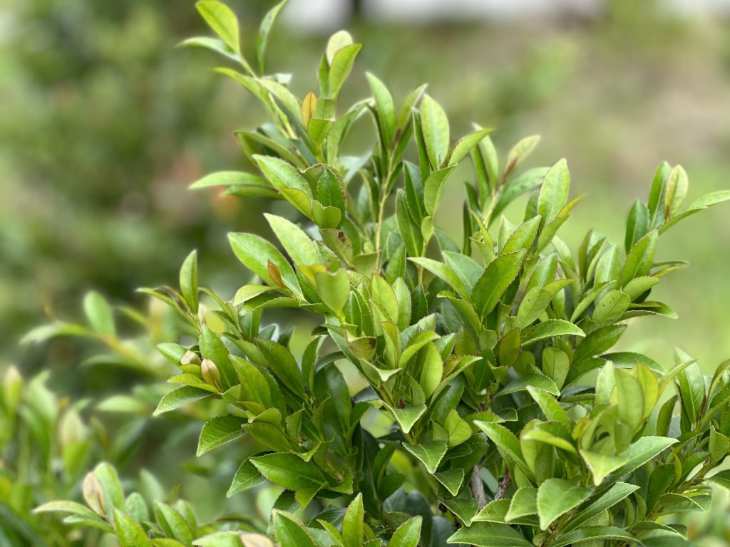 2AAEB244 D367 4585 BF98 61E334A36CB8