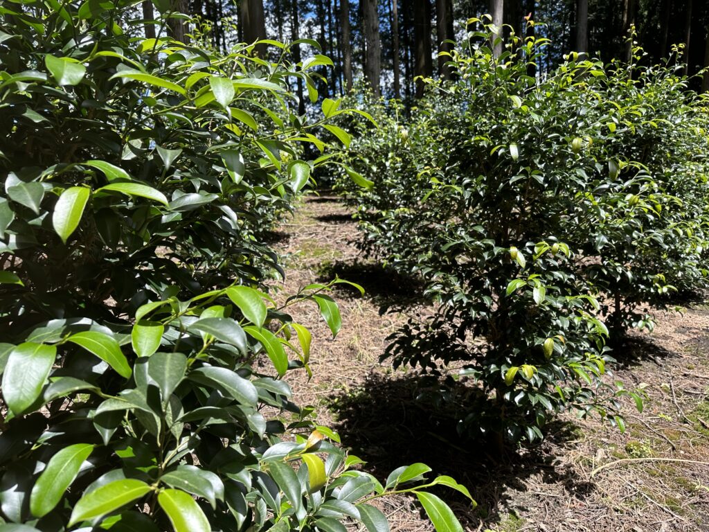 68181F67 9AF2 434D 9342 2A2750528727