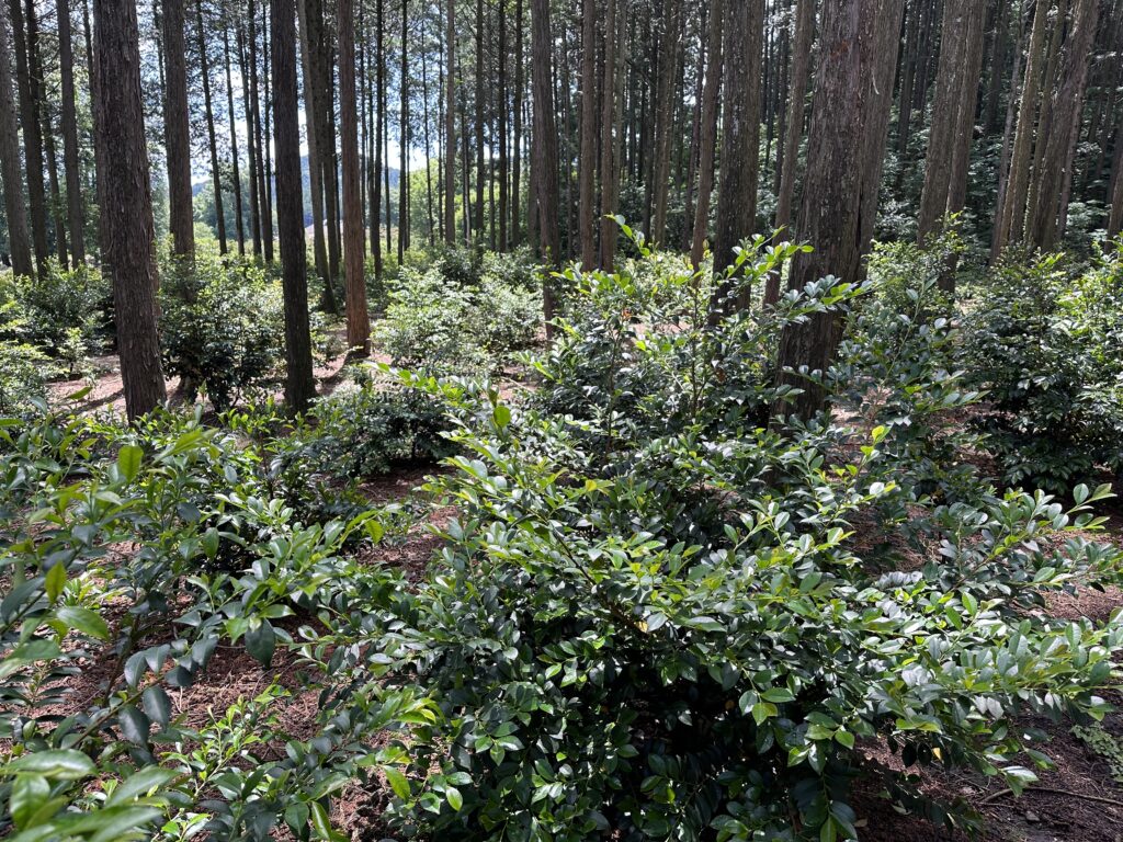 1A96932E 4488 48EB 8003 A438893D62C8