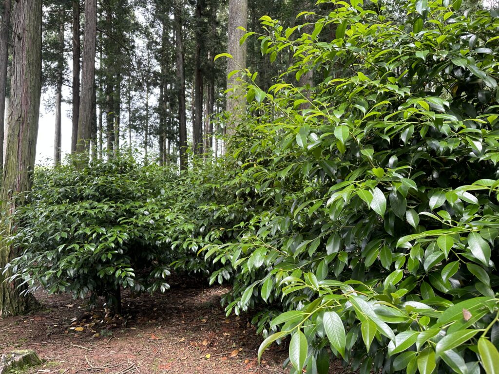 45C3AEC8 3603 4393 B643 4C27D6D15200