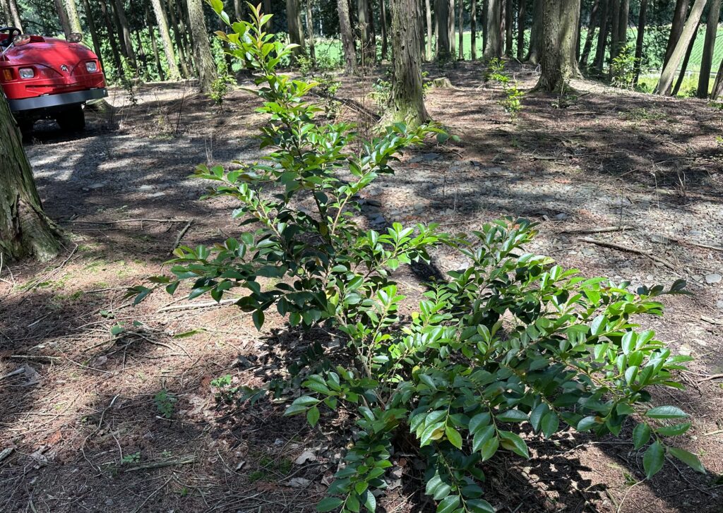 621B0298 2D32 4806 89A9 0FEFB1CD53E6