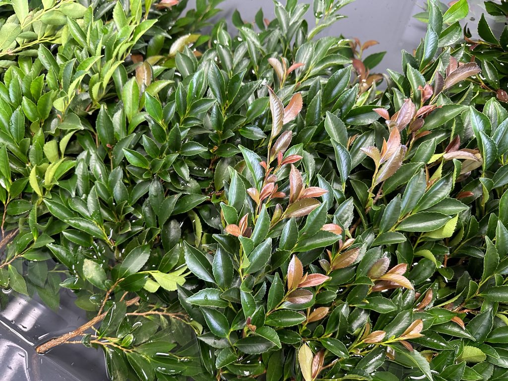 71A16094 01FA 43EB 89EA F29F9BEF5101