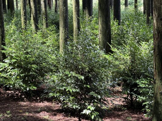 111BFB66 D73B 4865 A9C0 770D753FCB51 1024x768 1