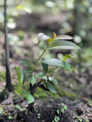 9DB985B2 903C 4875 A7B7 2BCD5E6D7A2D 768x1024 1