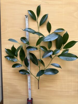 B8EC38D7 2556 4FF7 9C4B 879104EDE7FF 768x1024 1