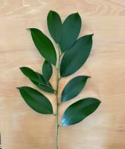 Alternative view of 地鎮祭（地祭り）用 国産本榊 真榊（洗浄榊）80㎝ 1本と玉串セット